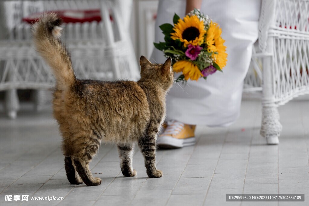狸花猫