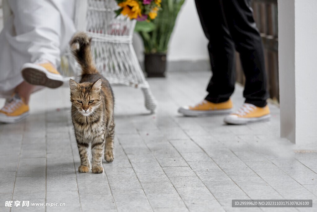 狸花猫