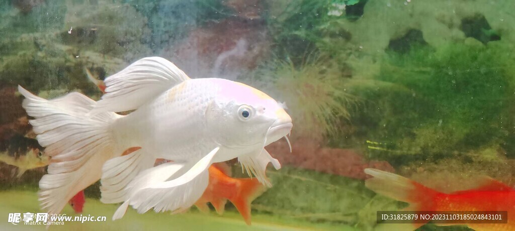 白色金鱼