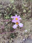 紫色小花