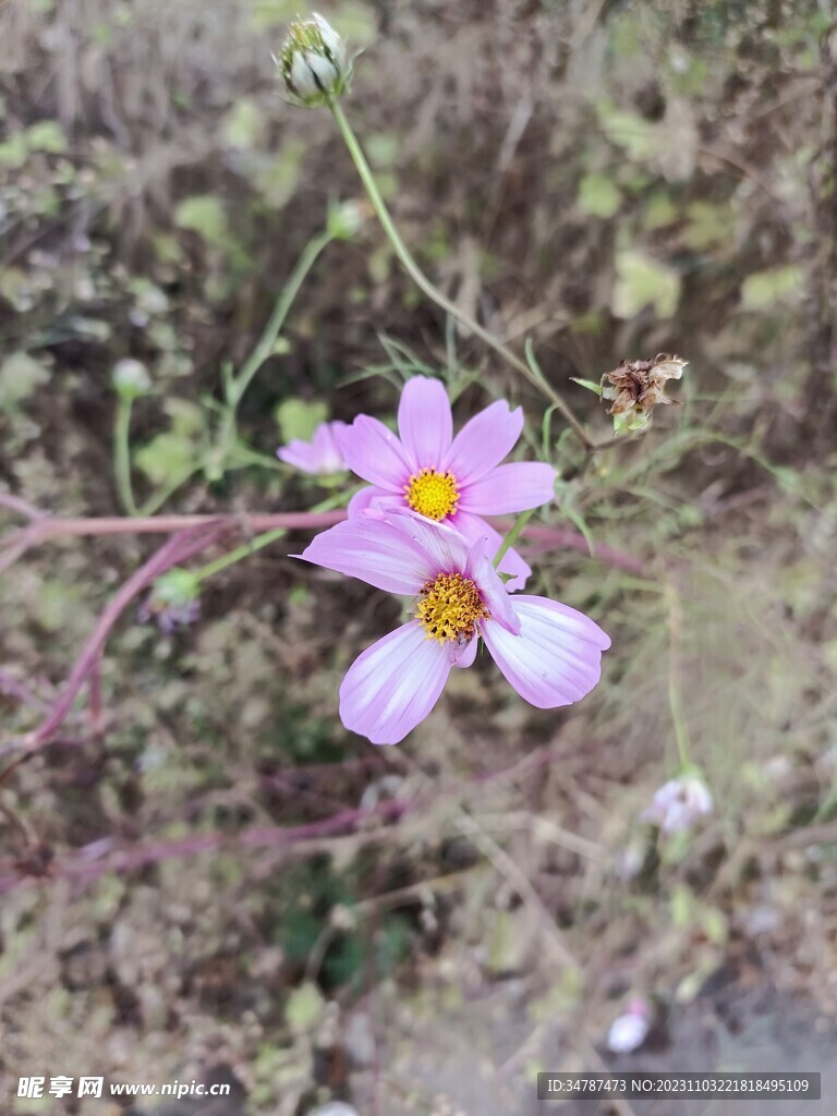 紫色小花