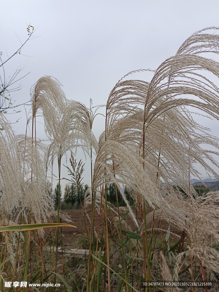 随风飘舞的芦苇