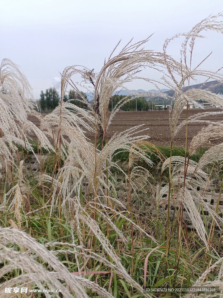 小河芦苇