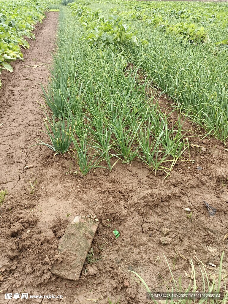 雨后的菜园