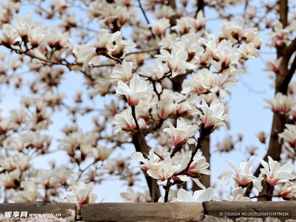 花树