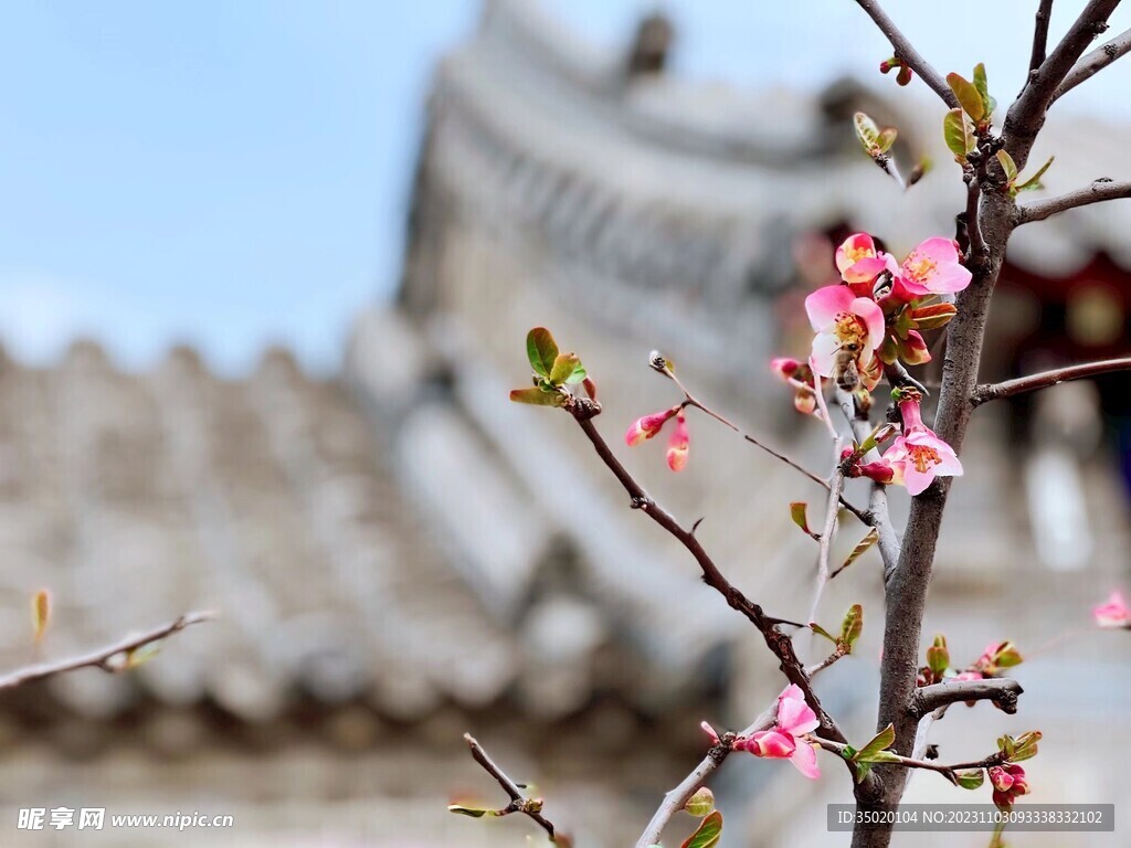 梅花