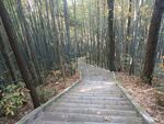 林间游步道