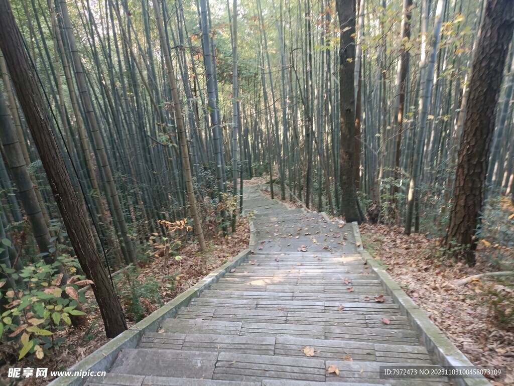 林间游步道