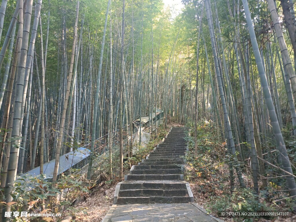 林间游步道