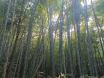 竹林