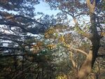 松树