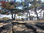 松树