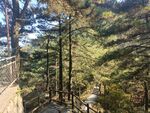 松树