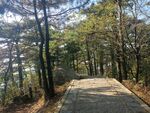 林间游步道