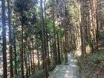 景区丛林