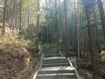 林间小路