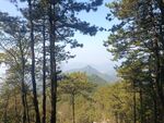 松树