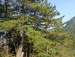 松树