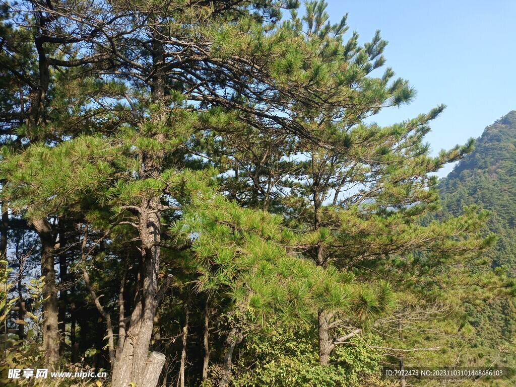 松树