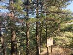 三角山松林