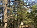黄山松