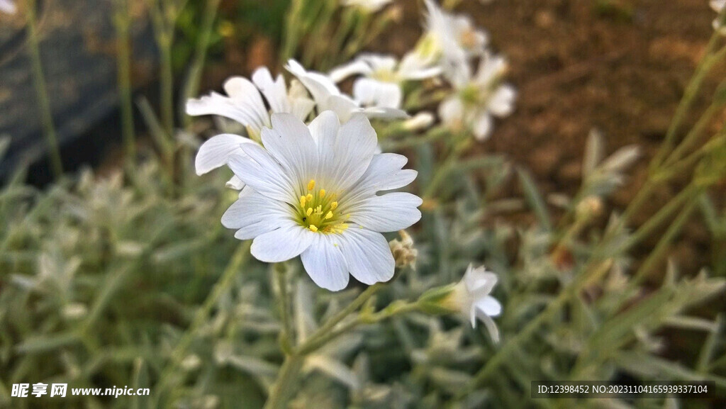 小雏菊