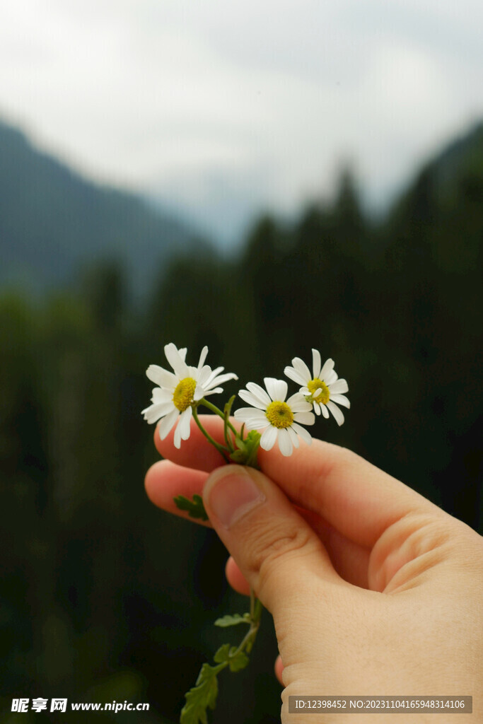 小雏菊