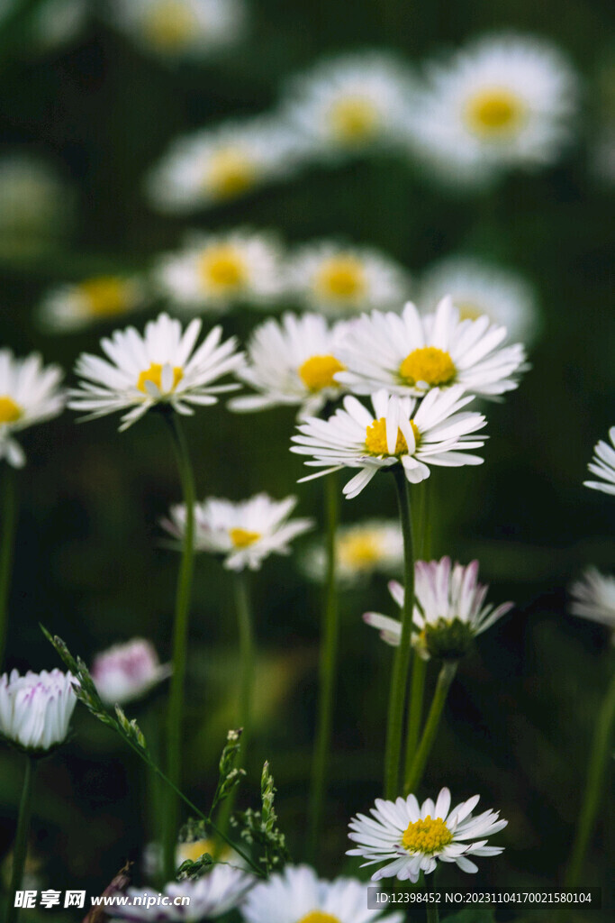 小雏菊