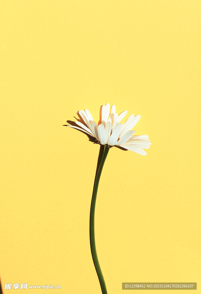 雏菊