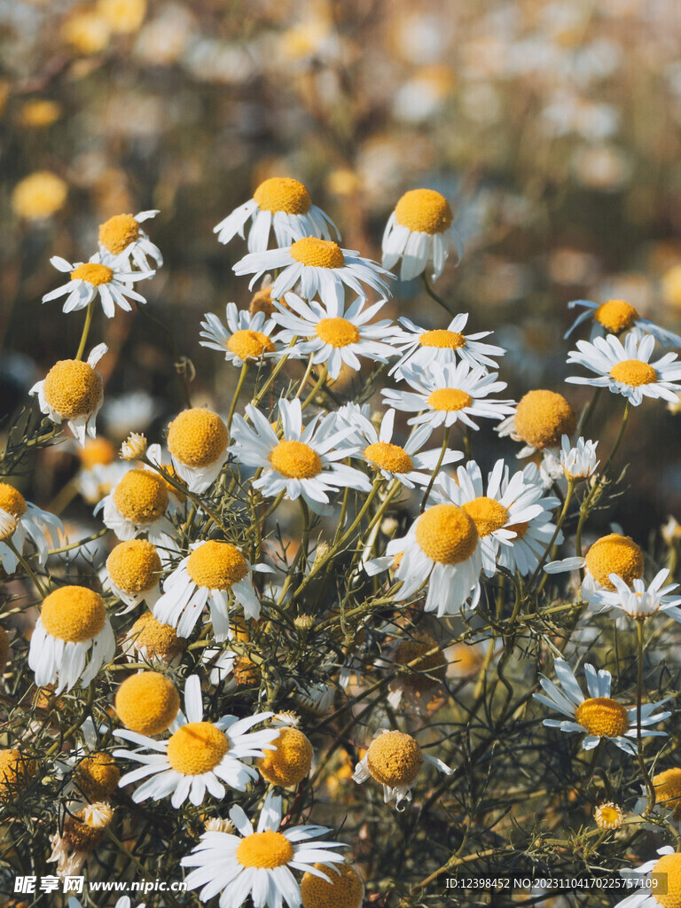 雏菊