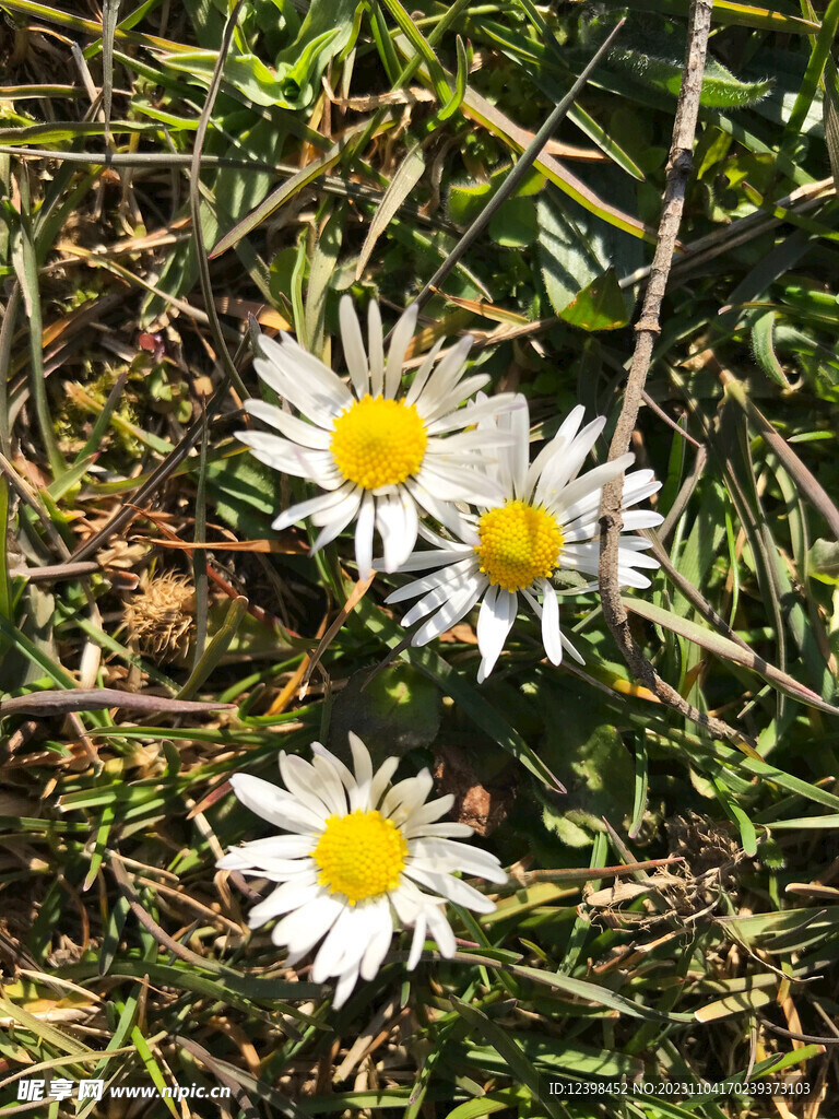 雏菊