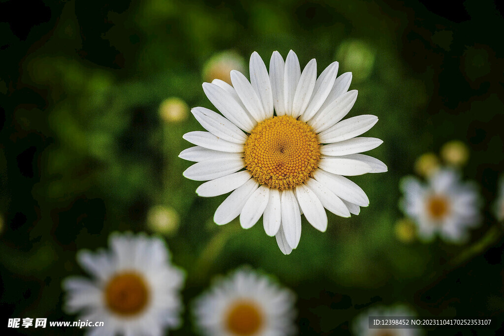 雏菊