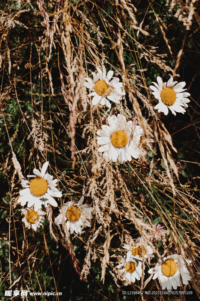 雏菊