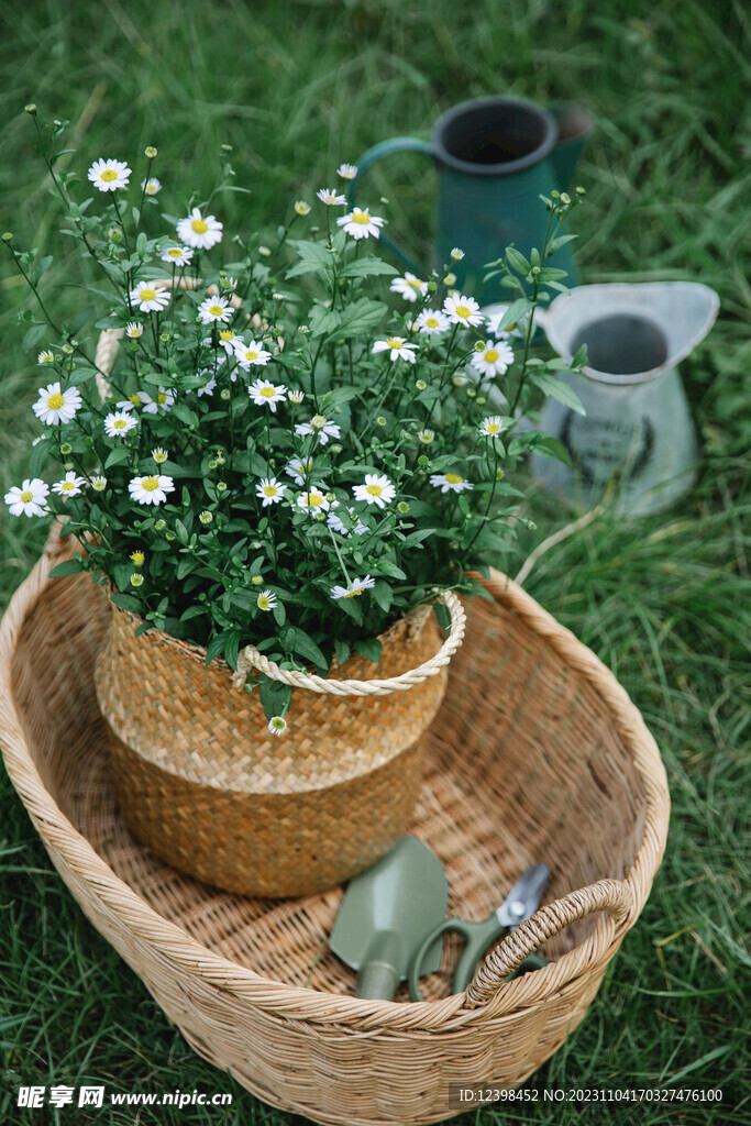 雏菊