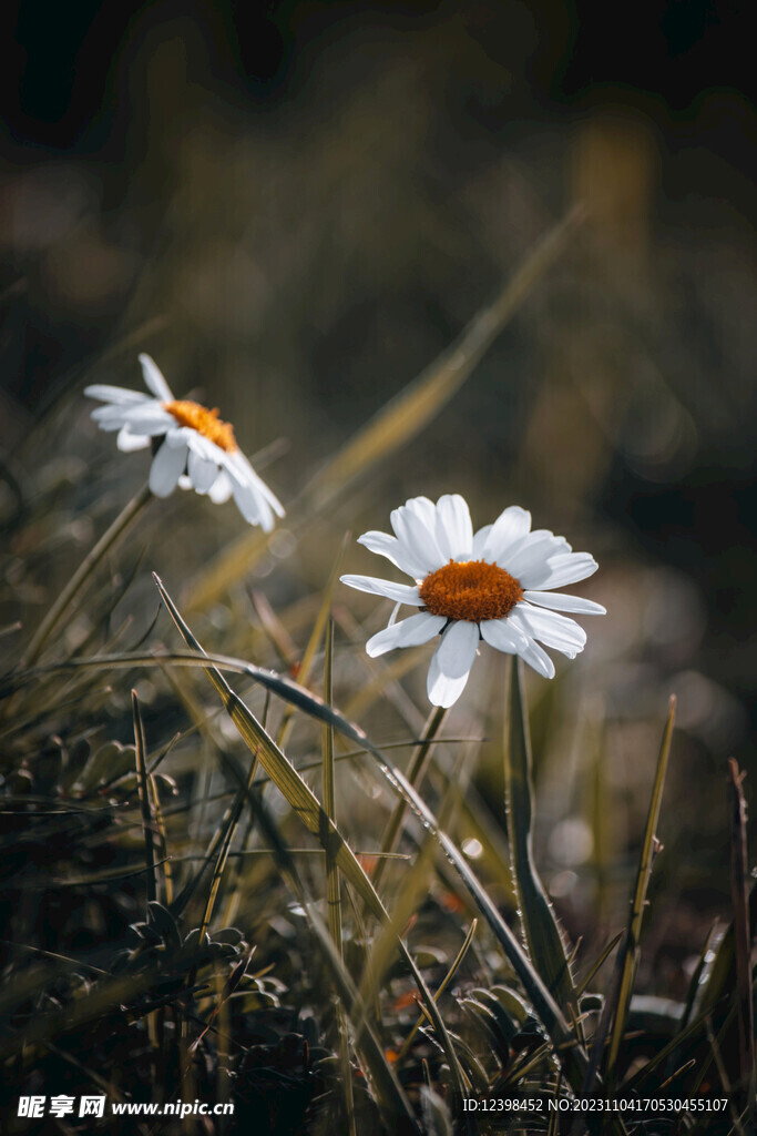 雏菊