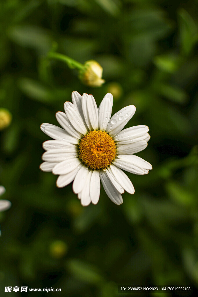 雏菊