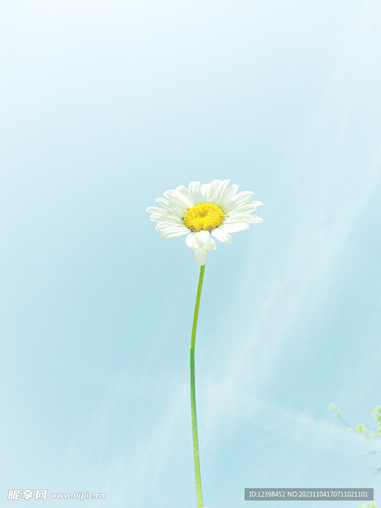 雏菊
