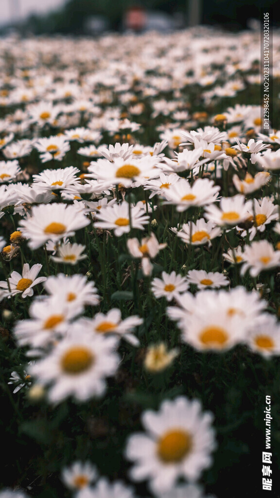 雏菊