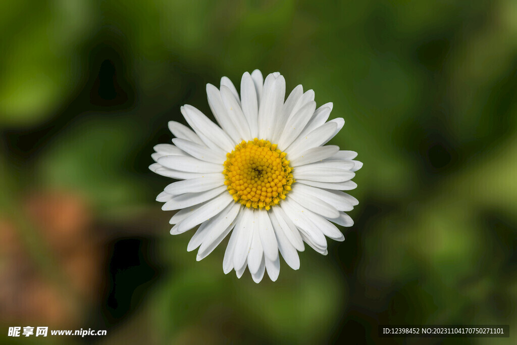 雏菊