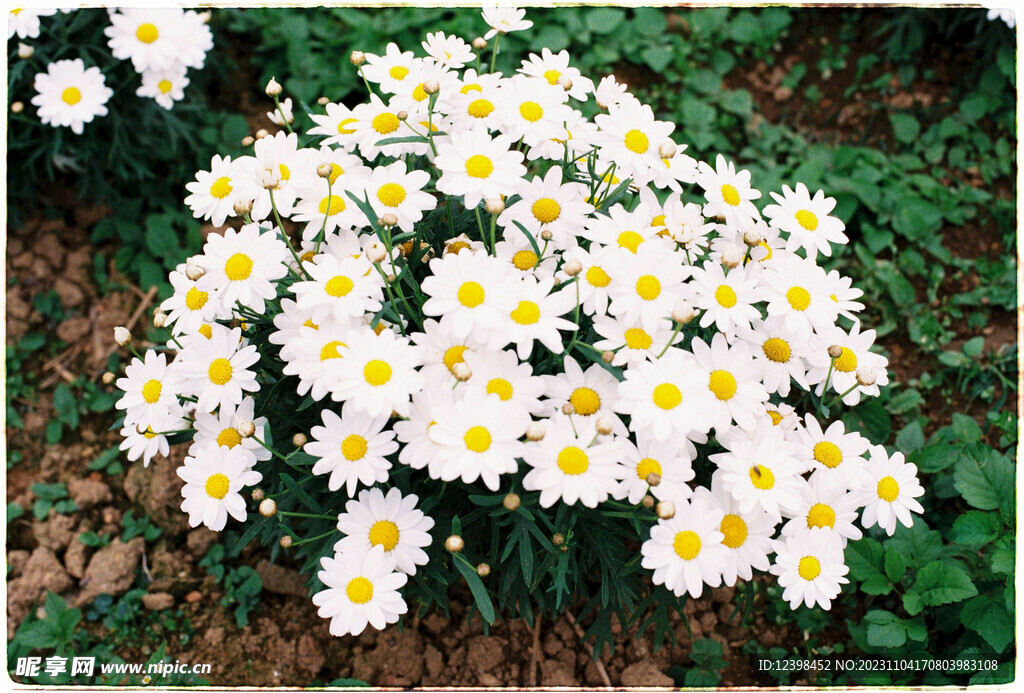雏菊