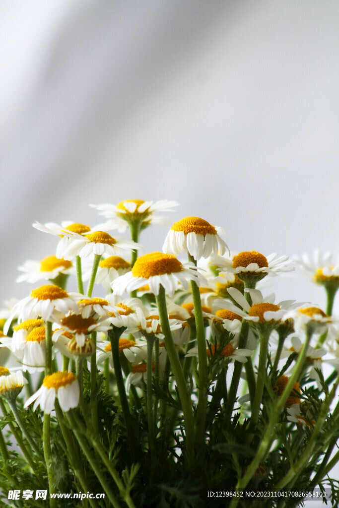 雏菊