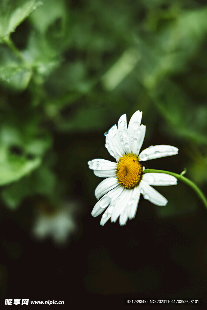 雏菊