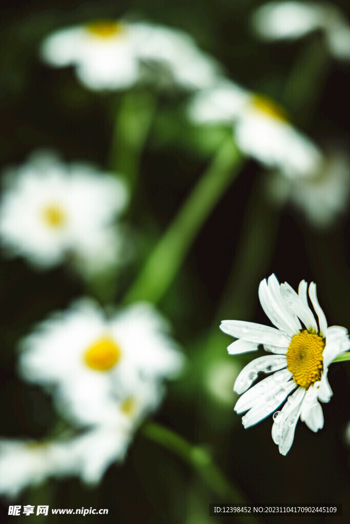 雏菊