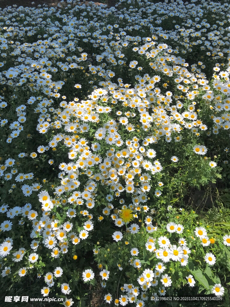 雏菊