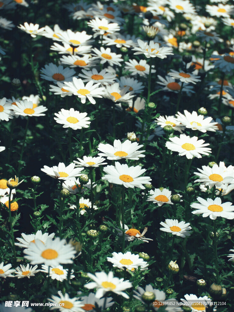 雏菊