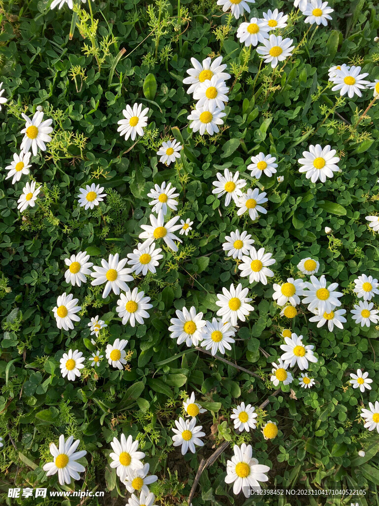 小雏菊