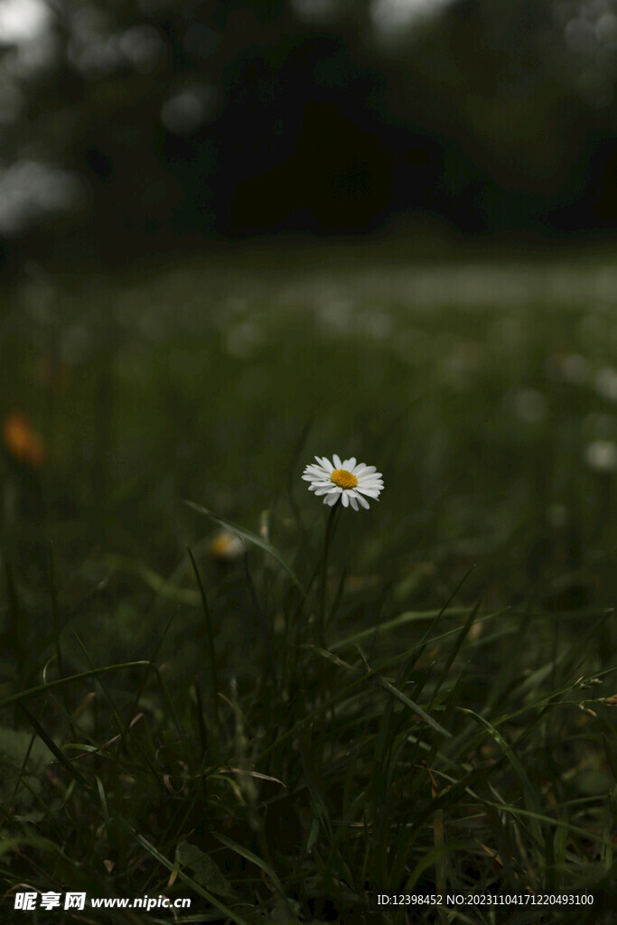 雏菊