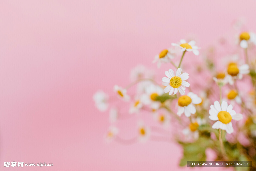 雏菊