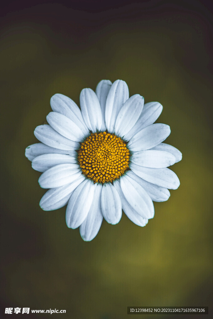 小雏菊