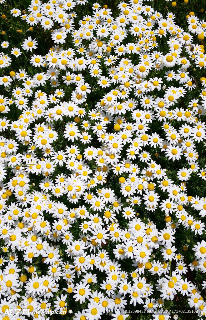 雏菊